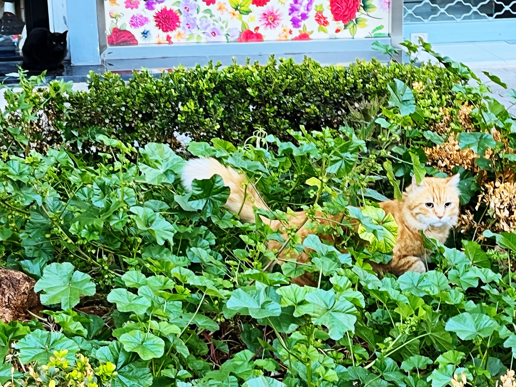 花丛中的橘猫，希腊旅行摄影