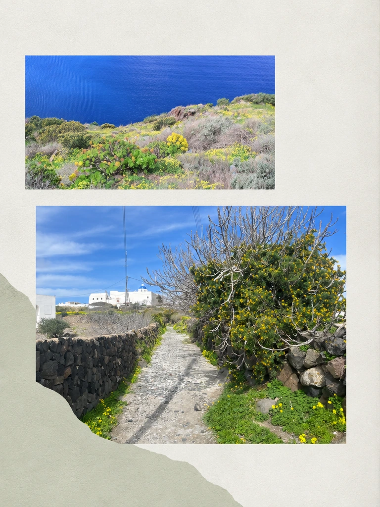 有植物的地方 · 左页