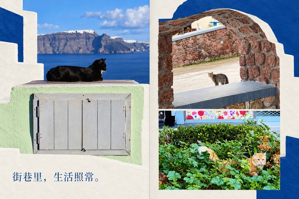 10 · 猫有自己的路